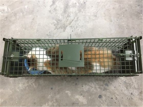 滄州景隆動物捕捉籠廠家