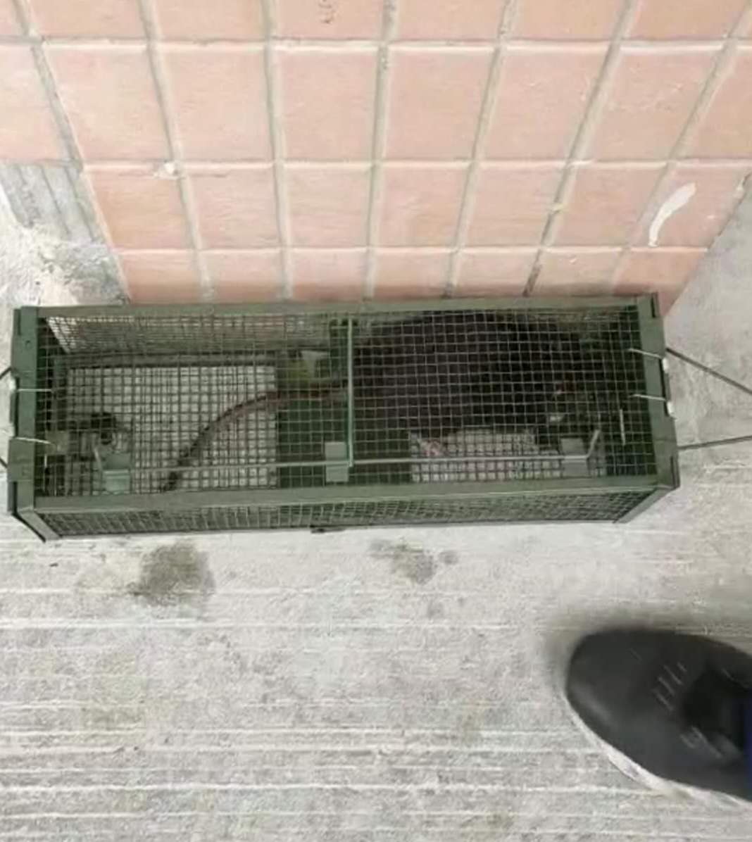 滄州景隆酒店捕鼠籠