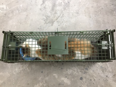 滄州景隆動(dòng)物捕捉籠廠家